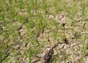 Dampak penceamaran Lingkungan Hidup, 500 Ha Sawah Kab Bekasi Terancam Gagal Panen