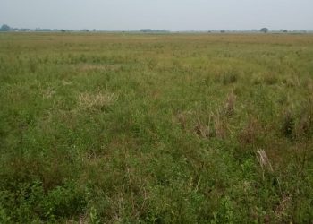 Diduga Kurang Perhatian Pemkab Bekasi, Ratusan Hektar Sawah Terancam Gagal Panen